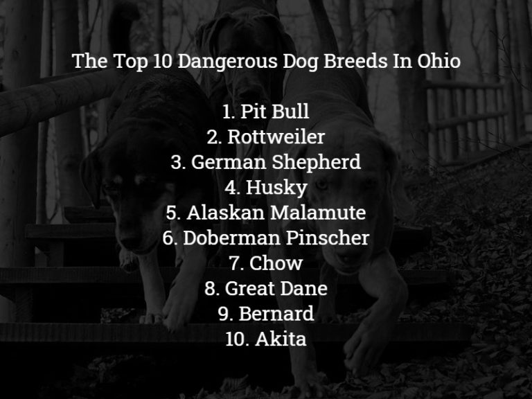 Ohio's Top Ten Dangerous Dog Breeds